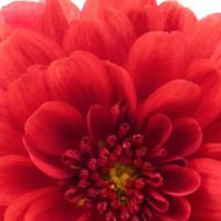 Kırmızı krizantemin anlamı nedir?