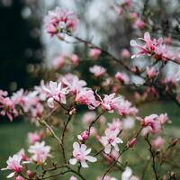 Manolya çiçeğinin anlamı nedir?