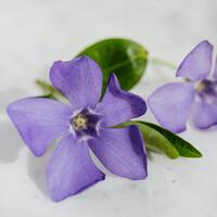 Menekşe çiçeğinin anlamı nedir?