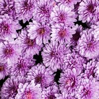 Mor krizantemin anlamı nedir?