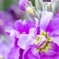 Mor şebboyun anlamı nedir?