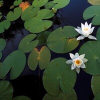 Nilüfer çiçeğinin anlamı nedir?