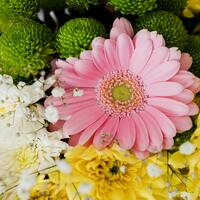 Renklerine göre krizantem çiçeklerinin anlamı nedir?