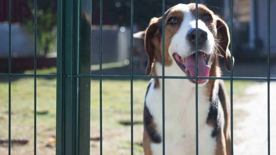 10 soruda sokak hayvanları düzenlemesi