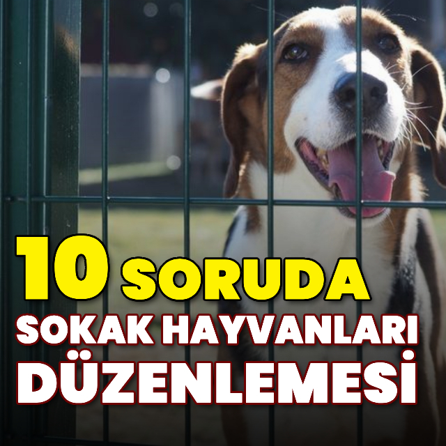 10 soruda sokak hayvanları düzenlemesi