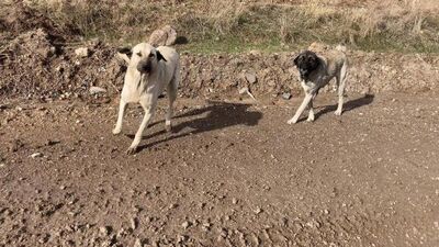 Tüm yönleriyle o yasa