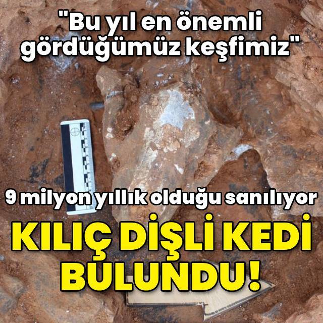 9 milyon yıllık olduğu sanılıyor! 'Kılıç dişli' kedi bulundu