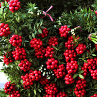 Kokina çiçeğinin anlamı nedir?