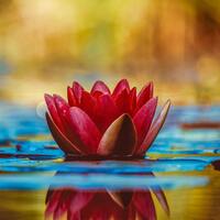 Lotus çiçeğinin anlamı nedir?