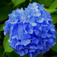 Mavi ortancanın anlamı nedir?