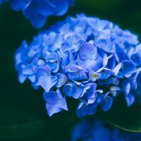 Ortanca çiçeklerinin anlamı nedir?