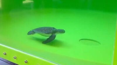 Deniz kaplumbağasının dışkısında 27 plastik atık!