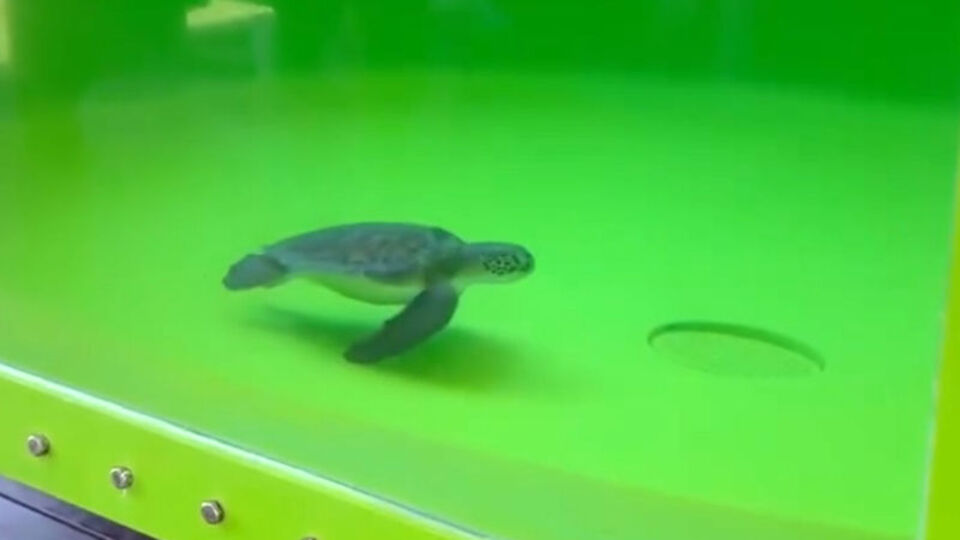 Deniz kaplumbağasının dışkısında 27 plastik atık!