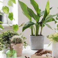 Yeşil antoryumun anlamı nedir?