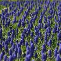 Sümbül çiçeğinin anlamı nedir?