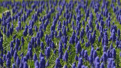 Sümbül çiçeğinin anlamı nedir?