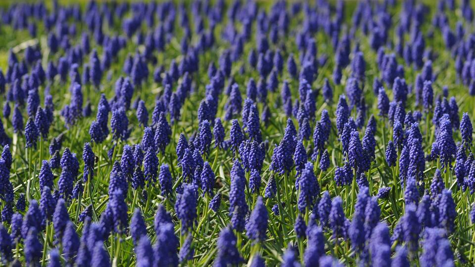 Sümbül çiçeğinin anlamı nedir?