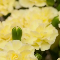 Sarı karanfilin anlamı nedir?