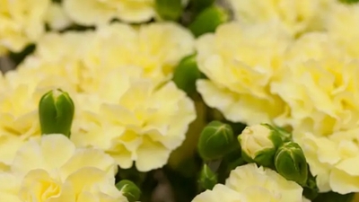 Sarı karanfilin anlamı nedir?