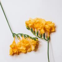 Sarı frezyanın anlamı nedir?