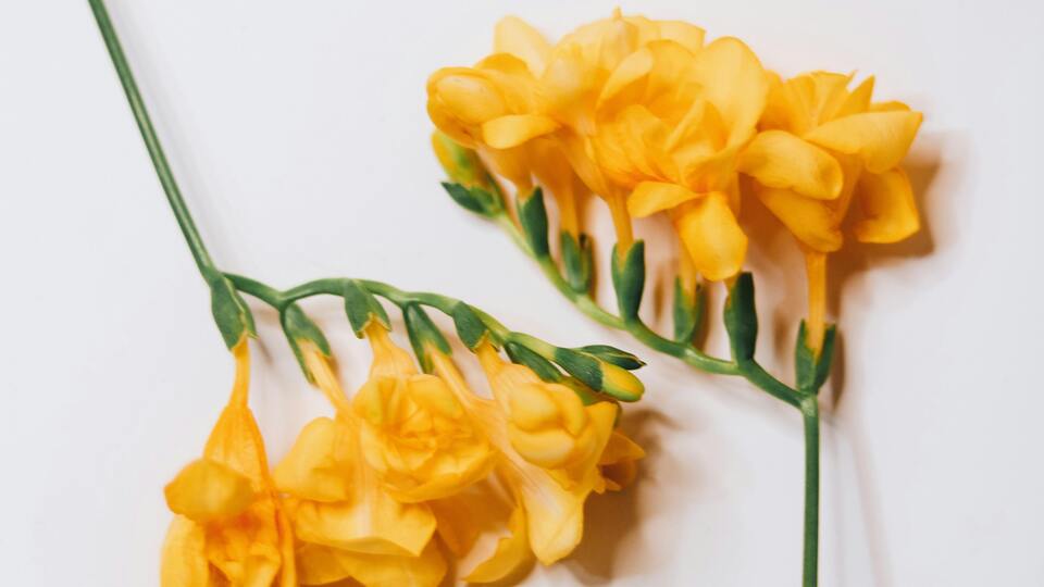 Sarı frezyanın anlamı nedir?