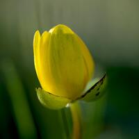 Sarı Lalenin Anlamı Nedir?