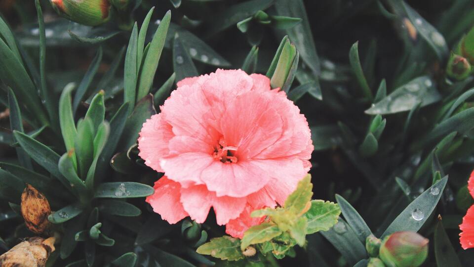 Pembe karanfilin anlamı nedir?