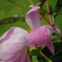 Pembe frezyanın anlamı nedir?