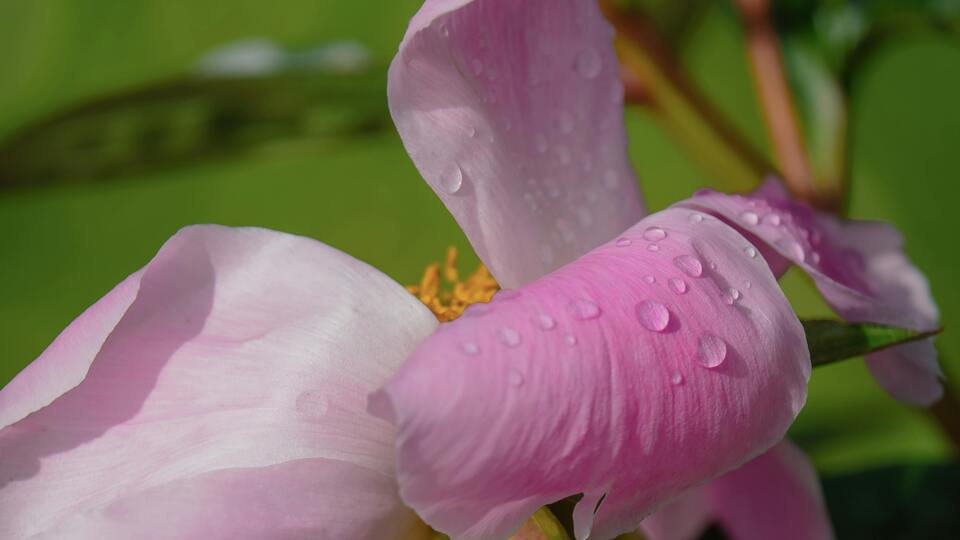 Pembe frezyanın anlamı nedir?