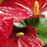 Pembe antoryumun anlamı nedir?