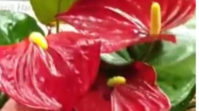 Pembe antoryumun anlamı nedir?