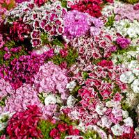 Mor karanfilin anlamı nedir?