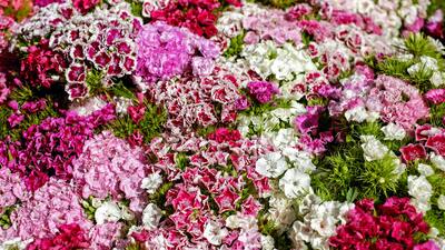 Mor karanfilin anlamı nedir?