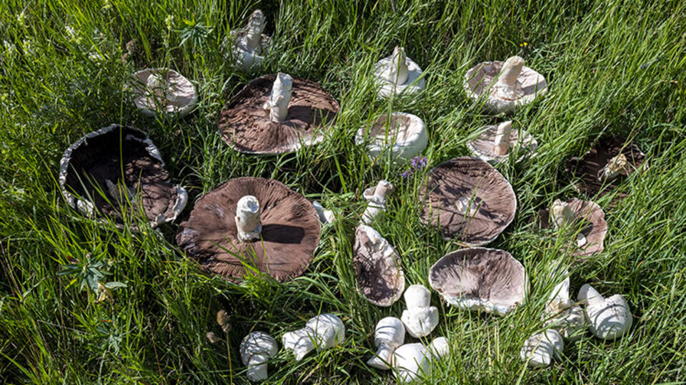 Topladıkları mantar hastanelik etti