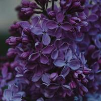 Mor frezyanın anlamı nedir?