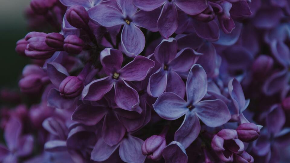 Mor frezyanın anlamı nedir?