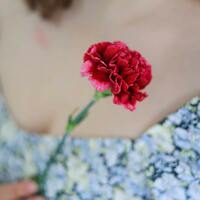 Kırmızı karanfilin anlamı nedir?