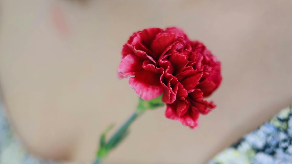 Kırmızı karanfilin anlamı nedir?