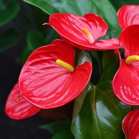 Kırmızı antoryumun anlamı nedir?