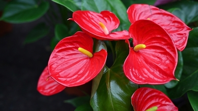 Kırmızı antoryumun anlamı nedir?