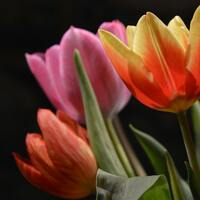 Renklerine Göre Lalelerin Anlamları Nelerdir?