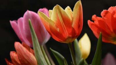 Renklerine Göre Lalelerin Anlamları Nelerdir?