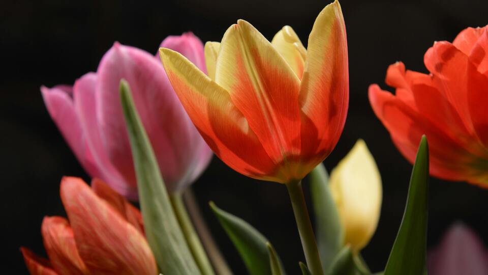 Renklerine Göre Lalelerin Anlamları Nelerdir?