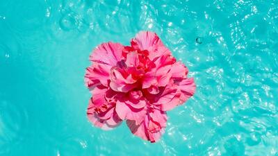 Karanfil çiçeklerinin anlamı nedir?