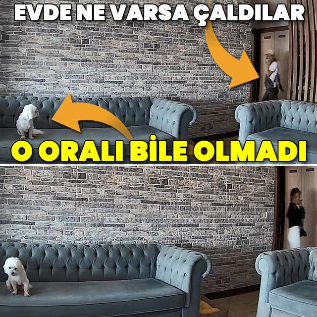 İstanbul'da ilginç anlar: Evdeki hırsızları gören köpek oralı bile olmadı