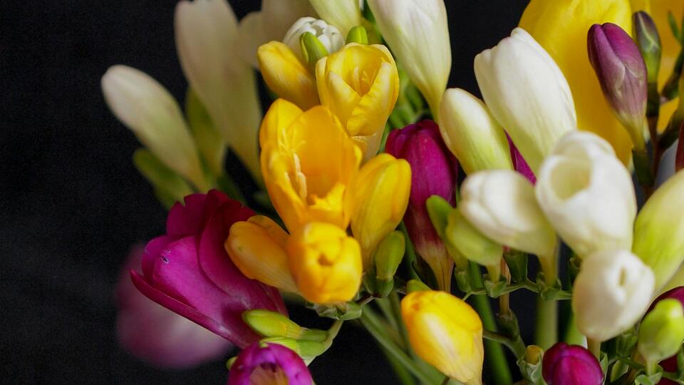 Frezya çiçeğinin anlamı nedir?