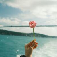 Pembe Lalenin Anlamı Nedir?