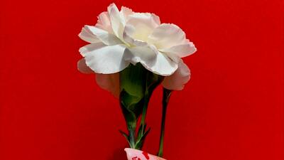 Beyaz karanfilin anlamı nedir?