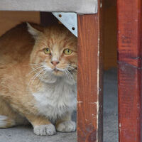 Sokak hayvanları yasası kedileri kapsıyor mu?