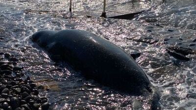 Bodrum'da kıyıya vuran Akdeniz foku öldü